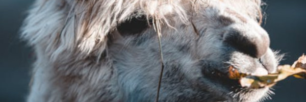 alpacaposts10 - Tips for Breeding with Alpacas in the US