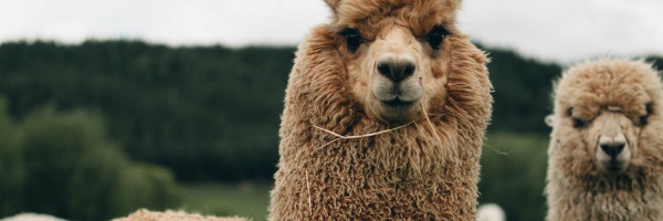 alpacaposts11 - Tips for Breeding with Alpacas in the US
