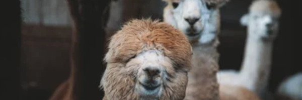 alpacaposts12 - Tips for Breeding with Alpacas in the US