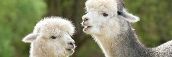 alpacaposts13 - Tips for Breeding with Alpacas in the US