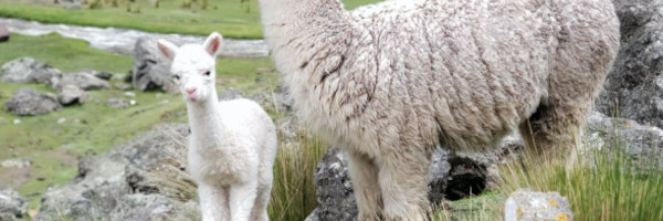 alpacaposts14 - Tips for Breeding with Alpacas in the US