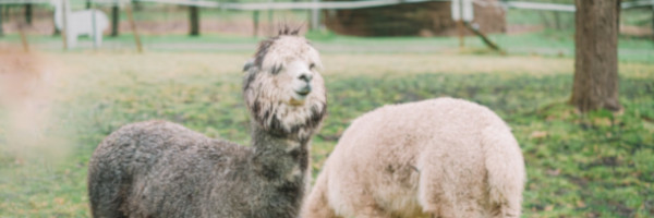 alpacaposts9 - Tips for Breeding with Alpacas in the US