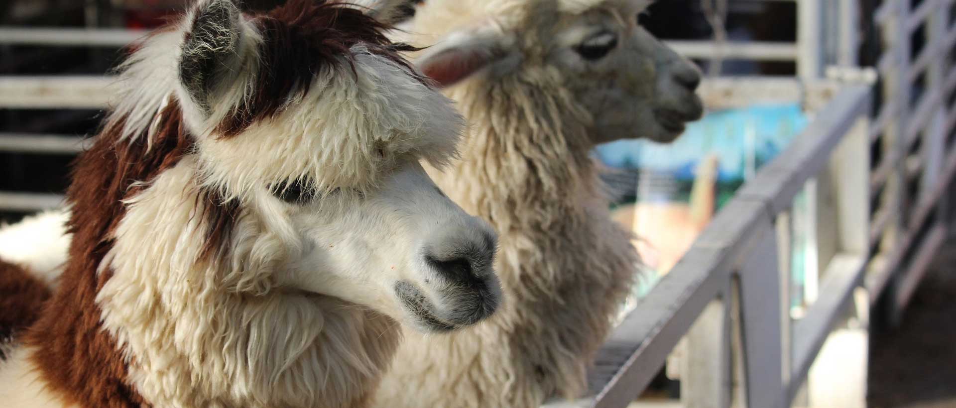 All about alpacas