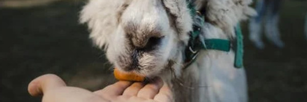 alpacaposts4 - Visiting California and Exploring Alpaca Farms