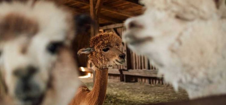 Visiting California and Exploring Alpaca Farms