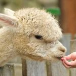 Selling Alpacas at a Ranch Festival